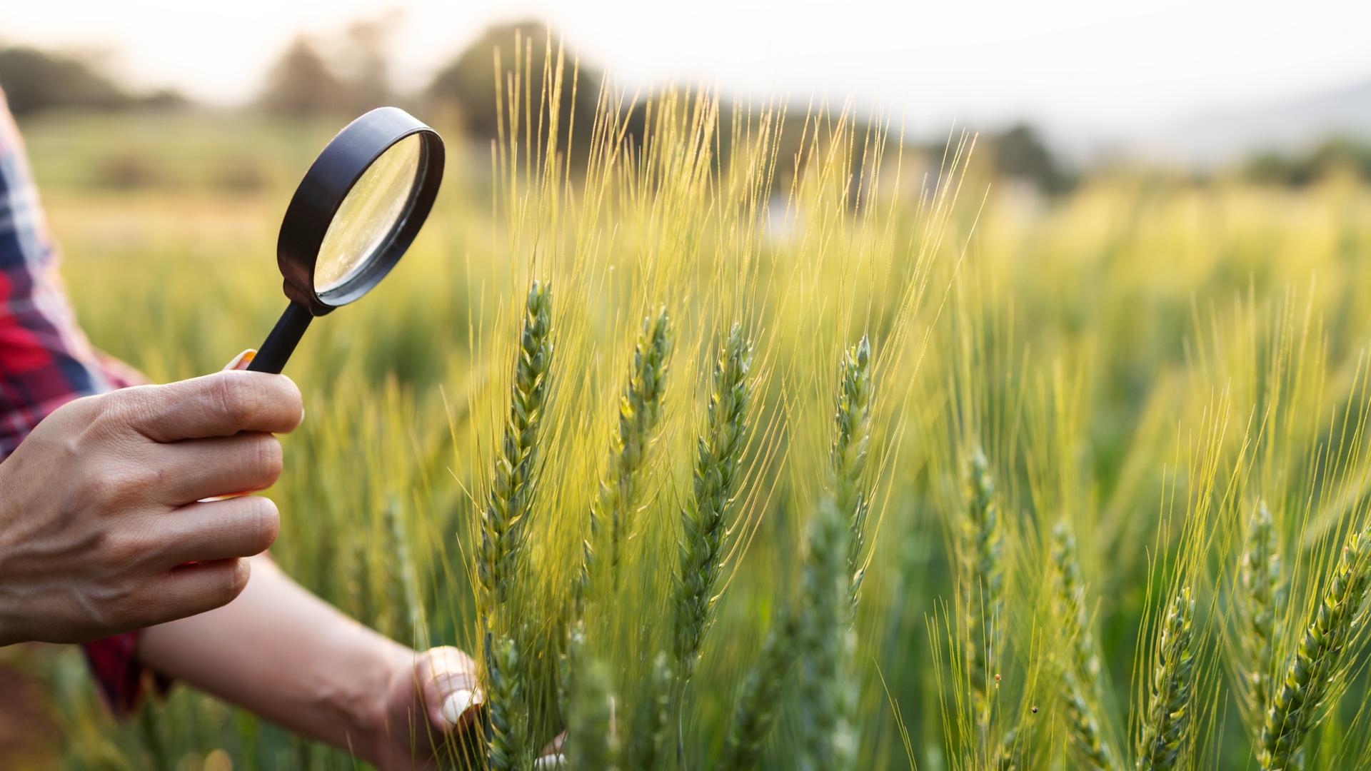 IMG Food Security 260812