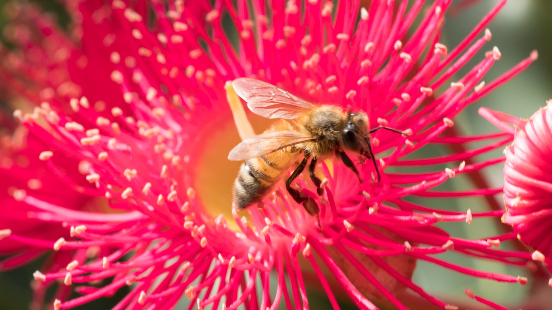 WEB SYF Bee 240521